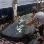 中國漁船「拿鐵鎚狂砸鯨鯊」！　動保人士氣炸報警抓人