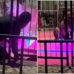 【震撼片】中國獅子不願當韭菜造反啦！表演中被鐵棍狠戳　當場攻擊馴獸師發狂撕咬