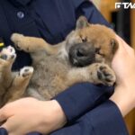警犬「Q寶」愛撒嬌 一值勤秒變臉緊盯犯人