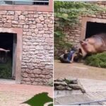 【震撼片】不講武德！兩隻河馬打架　保育員勸架反被當「共同敵人」慘烈攻擊
