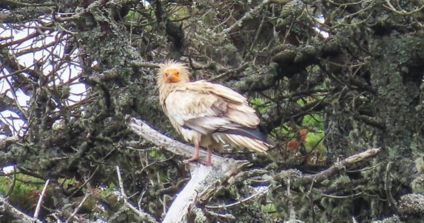 睽違150年！神鳥「埃及禿鷹」現身英國　專家：讓我滿足一整天