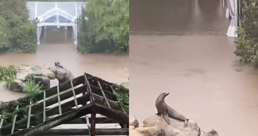 紐約淹大水！動物園海獅趁亂逃脫　園區閒晃一圈後「乖乖回家」