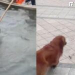 嚇死本喵!小虎斑剛被打撈上岸 下一秒撞見大狗嚇到「原地起飛」:魂都沒了