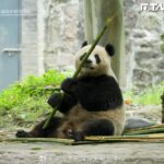「糰子外交」劃句號？「英美澳動物園」宣布將送回貓熊　 明年美國恐沒得看