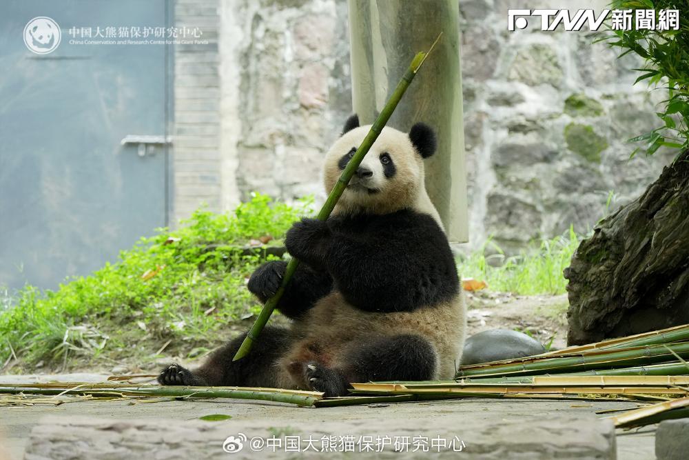 「糰子外交」劃句號？「英美澳動物園」宣布將送回貓熊　 明年美國恐沒得看