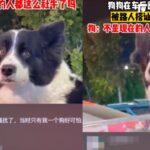 被熱情女調戲　邊牧「社恐發作」尷尬拒對視：哪裡来的神經病